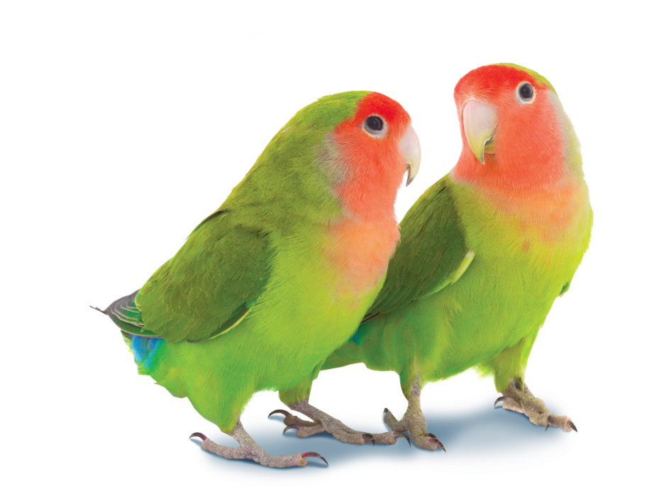 champion minipets-conejo